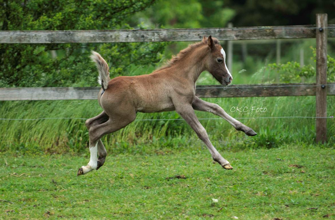 Welsh Mountain (sec A) Kolkjaers Jacaro billede 1
