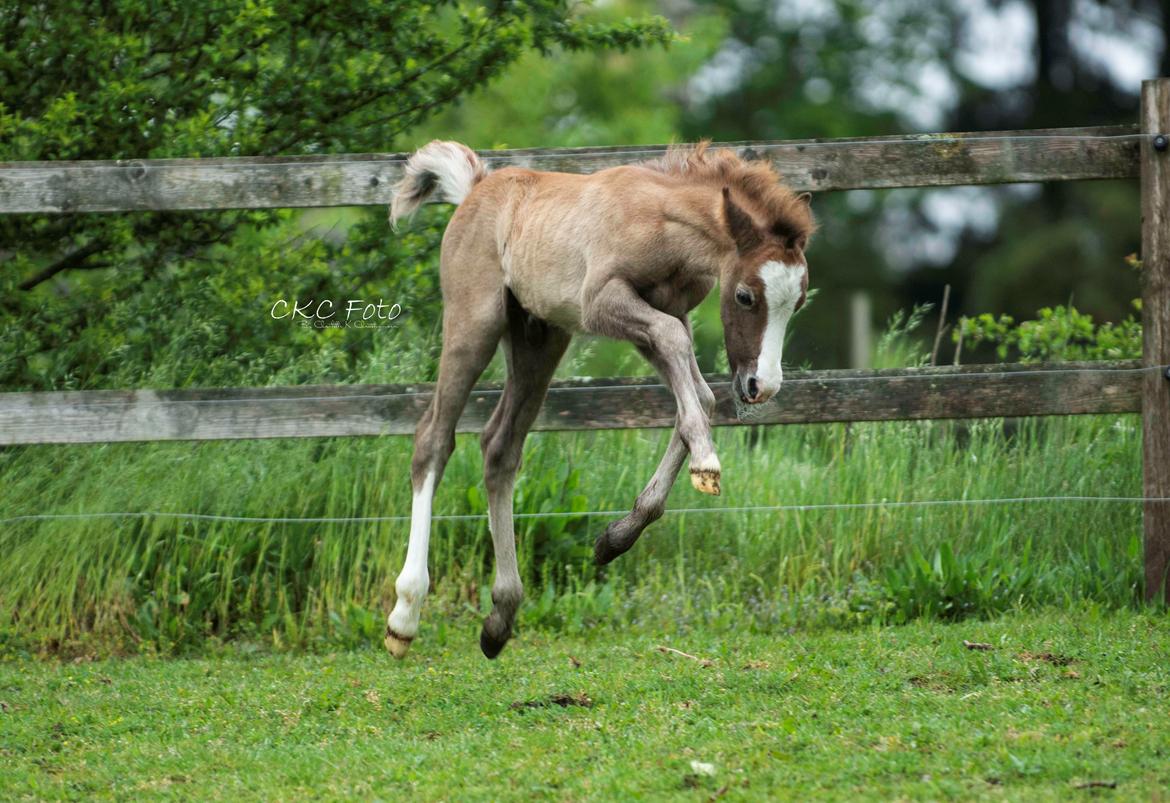 Welsh Mountain (sec A) Kolkjaers Jacaro billede 3