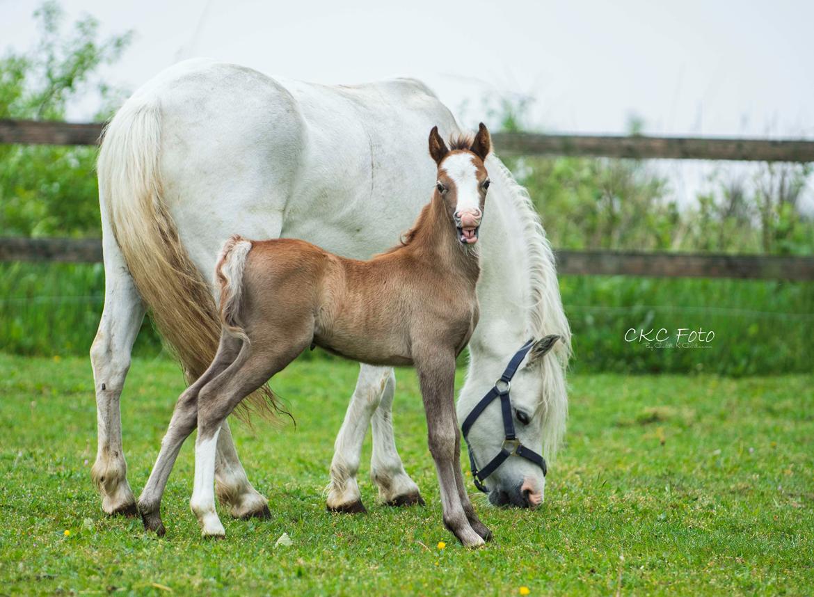 Welsh Mountain (sec A) Kolkjaers Jacaro billede 4