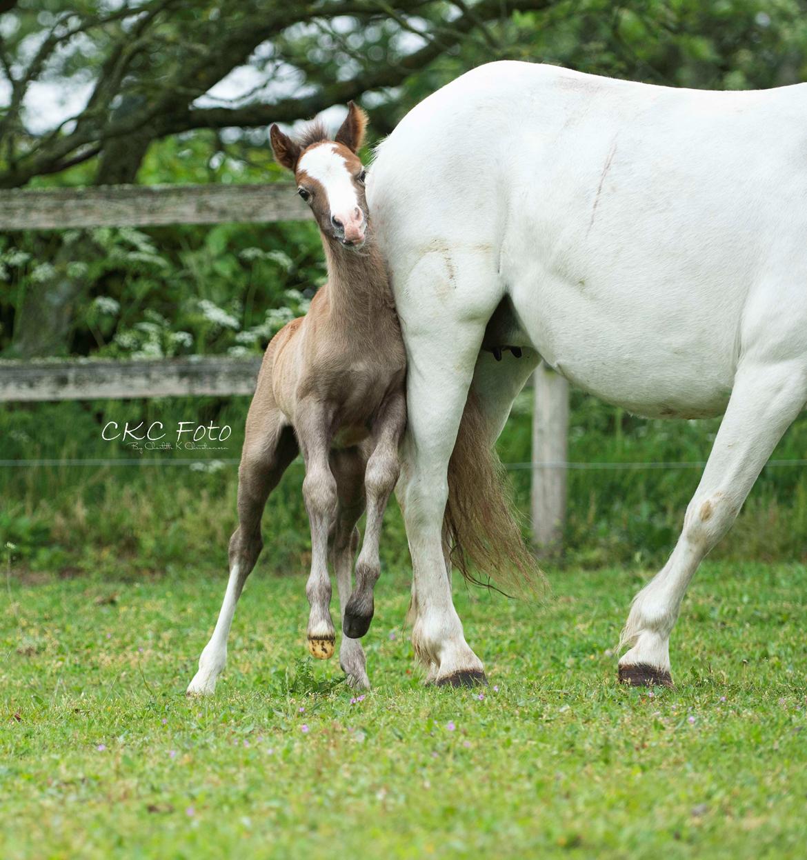 Welsh Mountain (sec A) Kolkjaers Jacaro billede 5