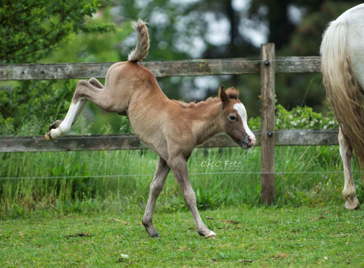 Welsh Mountain (sec A) Kolkjaers Jacaro billede 6