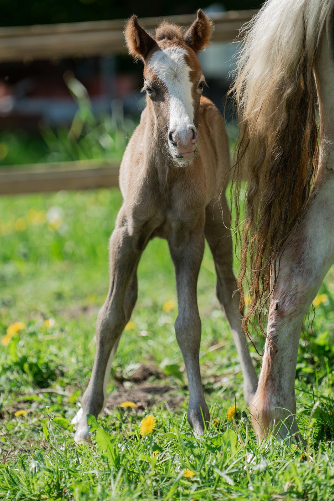 Welsh Mountain (sec A) Kolkjaers Jacaro billede 7