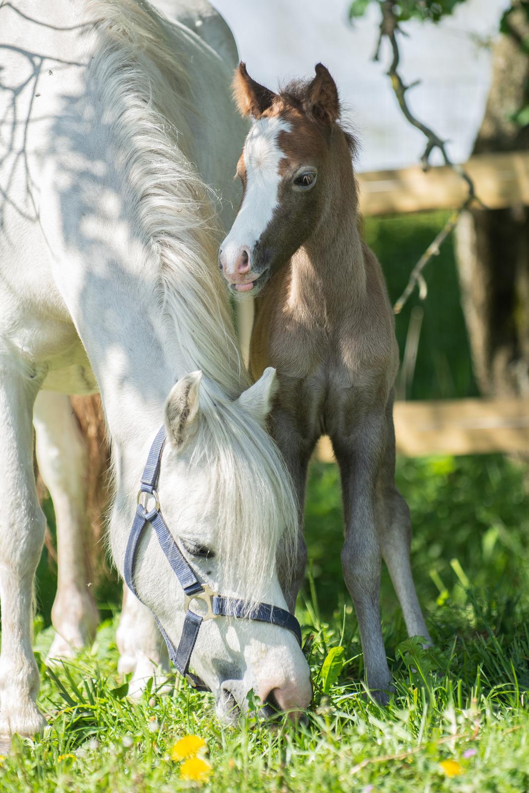 Welsh Mountain (sec A) Kolkjaers Jacaro billede 8