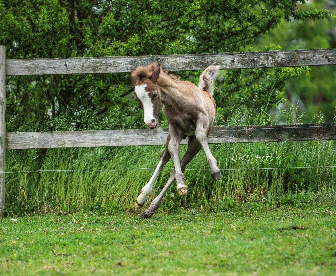 Welsh Mountain (sec A) Kolkjaers Jacaro billede 2