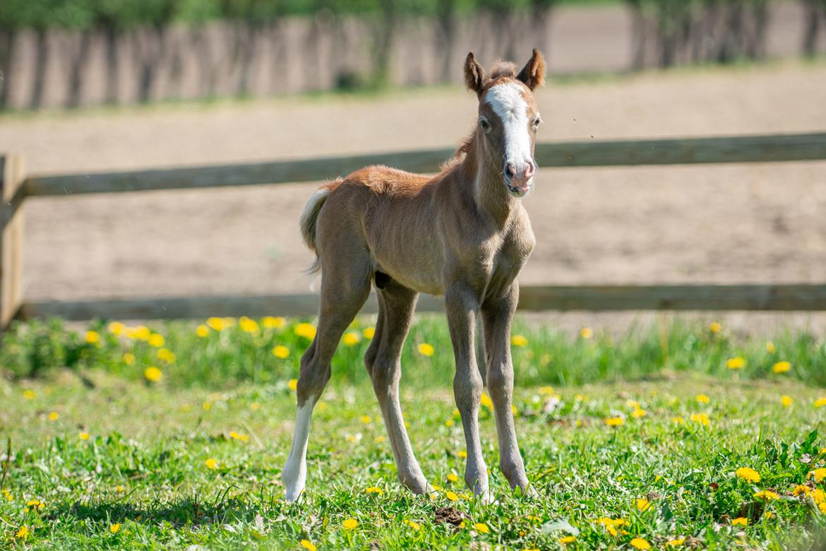 Welsh Mountain (sec A) Kolkjaers Jacaro billede 10