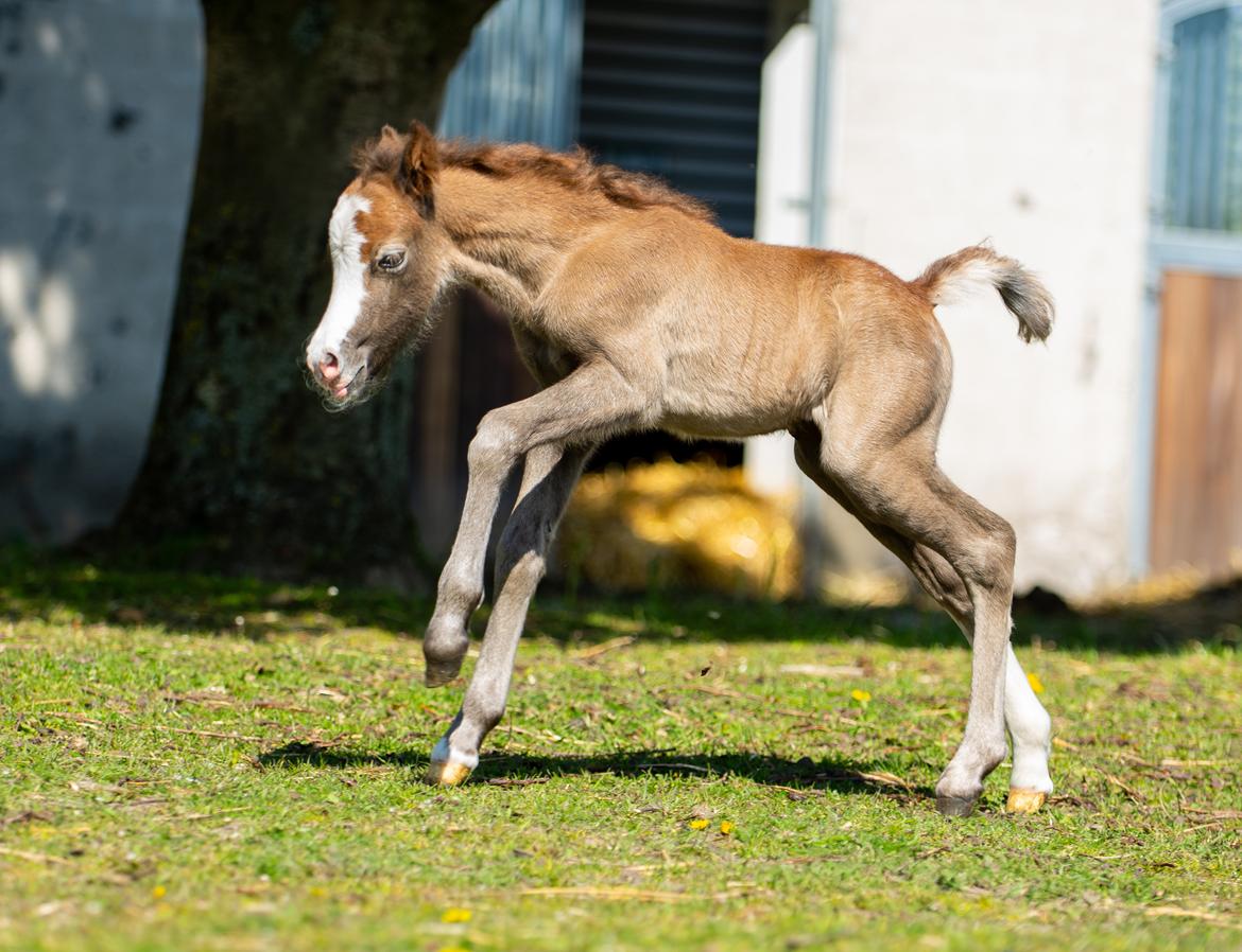 Welsh Mountain (sec A) Kolkjaers Jacaro billede 11