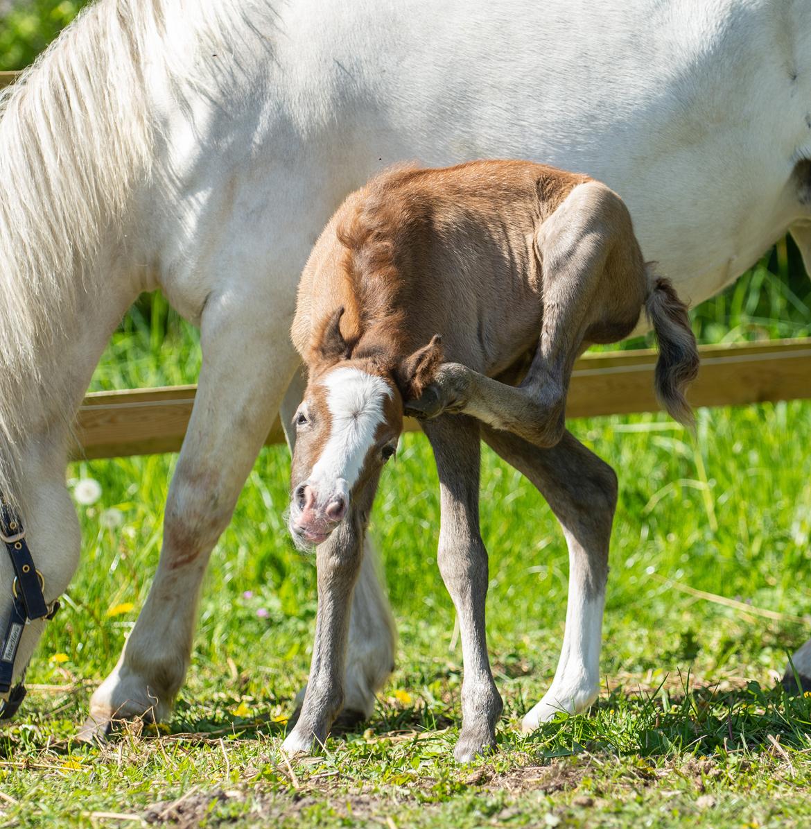Welsh Mountain (sec A) Kolkjaers Jacaro billede 12