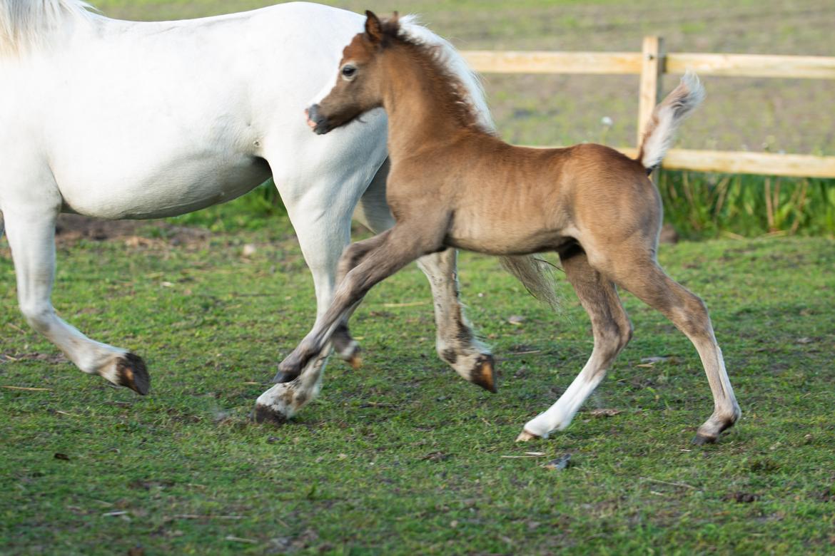 Welsh Mountain (sec A) Kolkjaers Jacaro billede 13