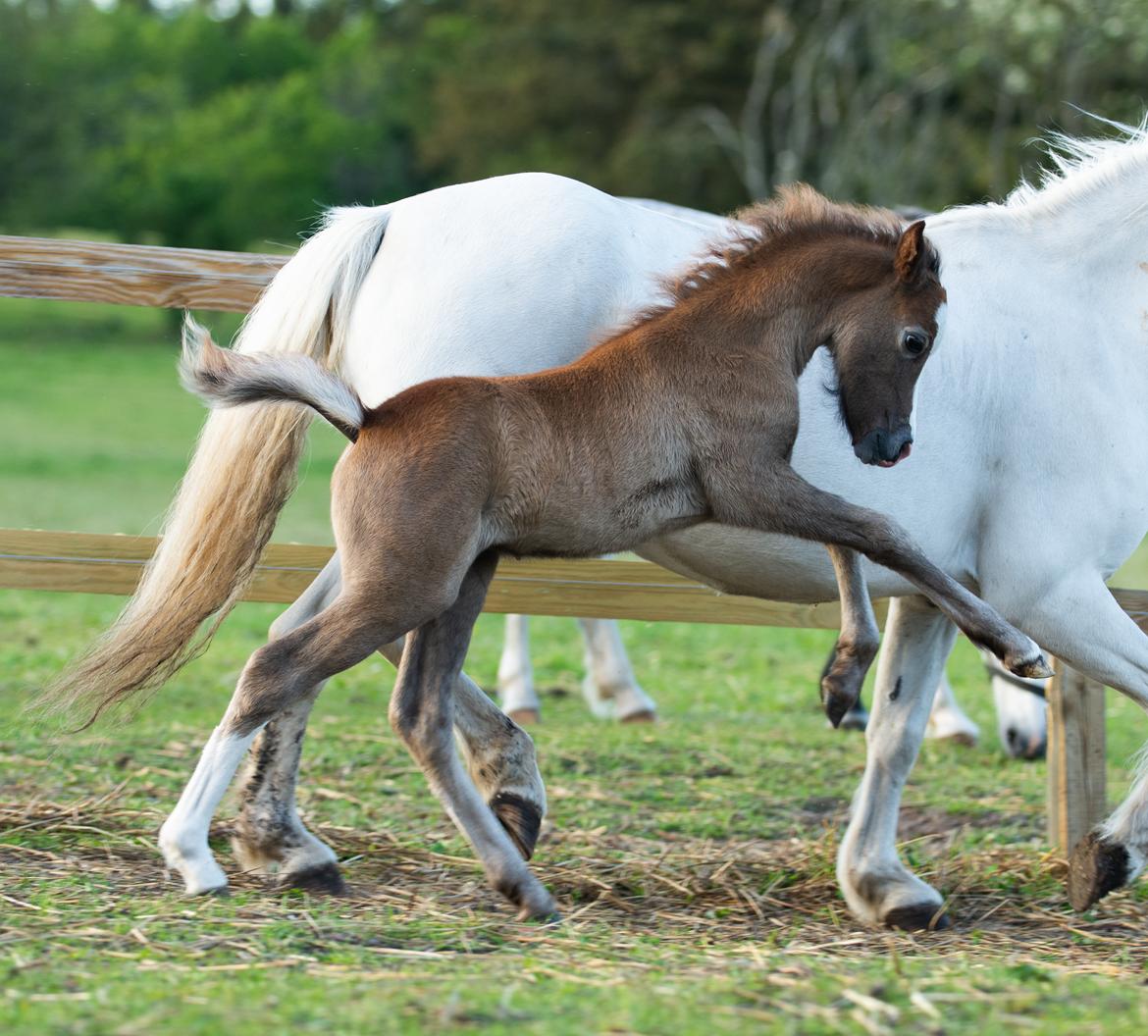 Welsh Mountain (sec A) Kolkjaers Jacaro billede 14