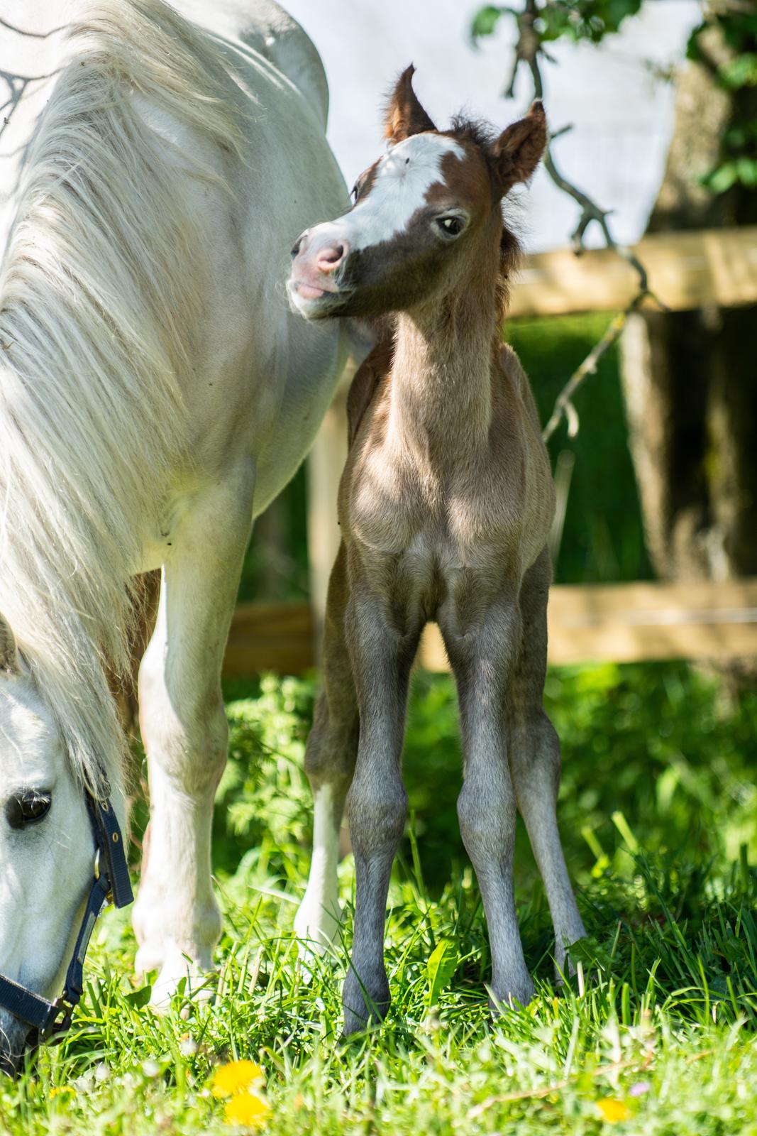 Welsh Mountain (sec A) Kolkjaers Jacaro billede 9