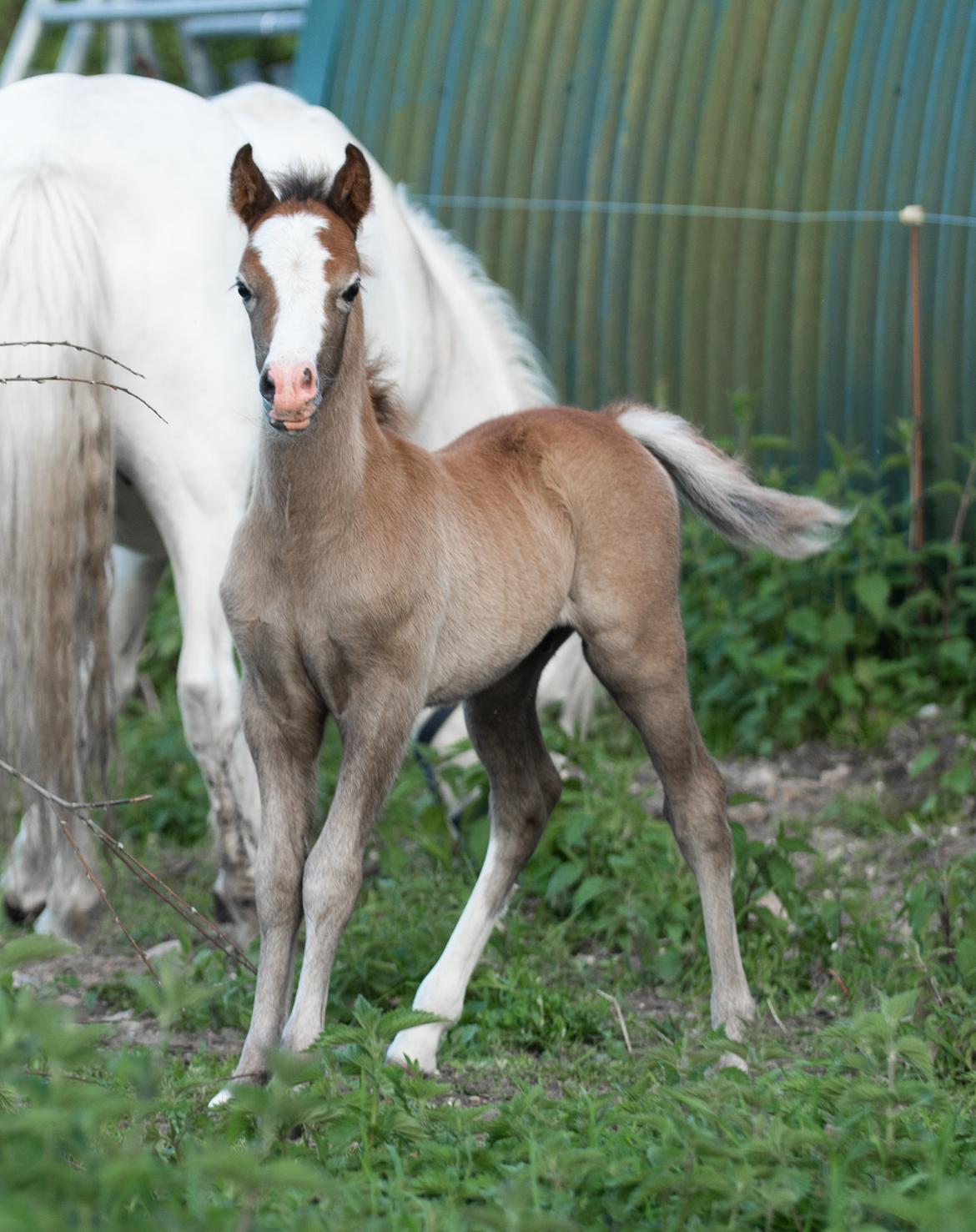 Welsh Mountain (sec A) Kolkjaers Jacaro billede 16