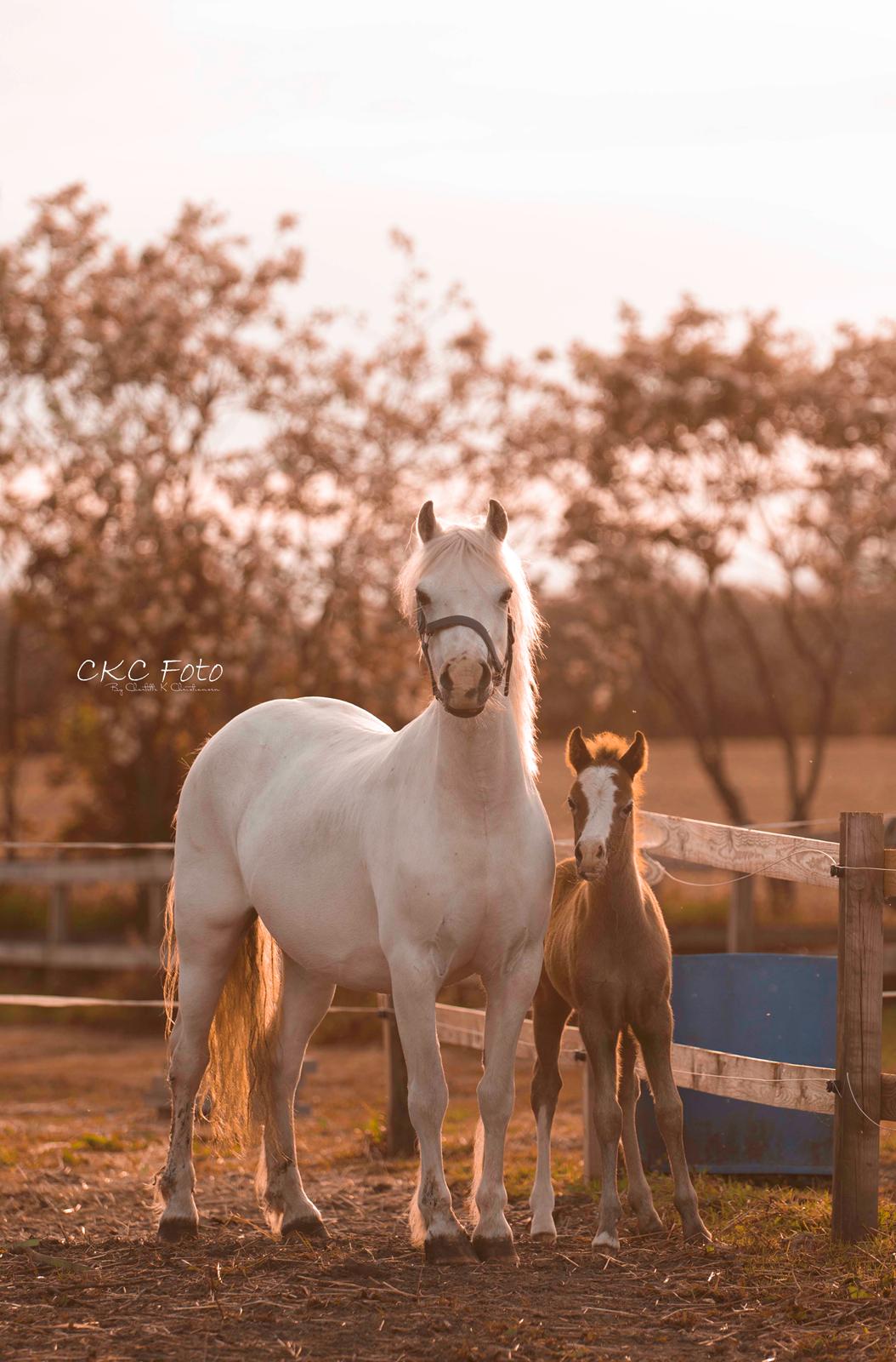 Welsh Mountain (sec A) Kolkjaers Jacaro billede 17