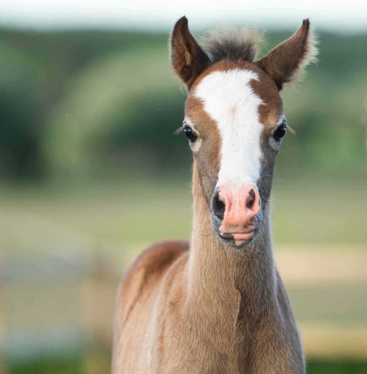 Welsh Mountain (sec A) Kolkjaers Jacaro billede 15