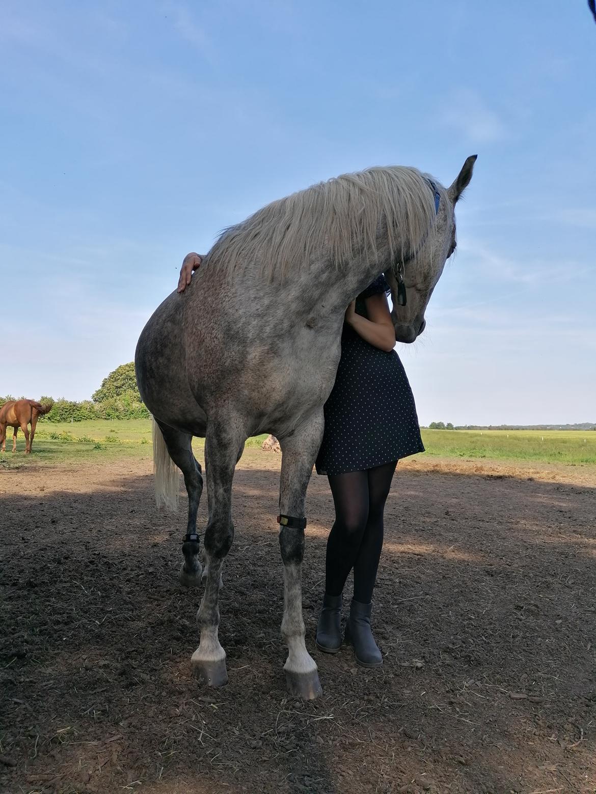 Arabisk fuldblod (OX) Majeed ibn Mutazz (Marley)  billede 11