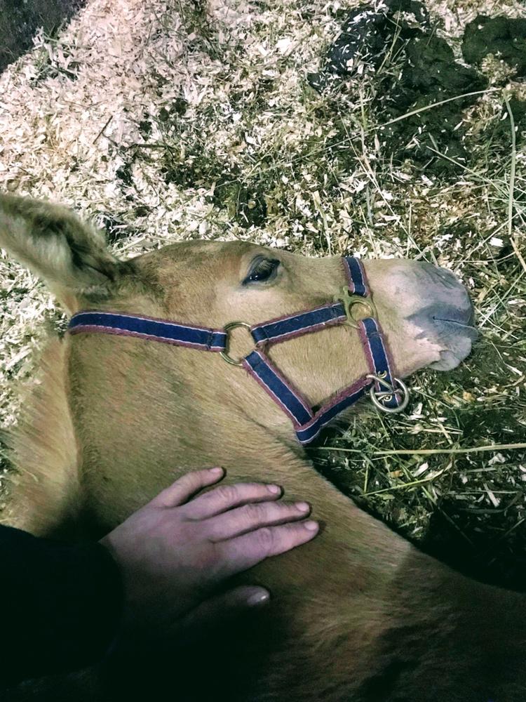 Palomino Silverline Winka billede 17