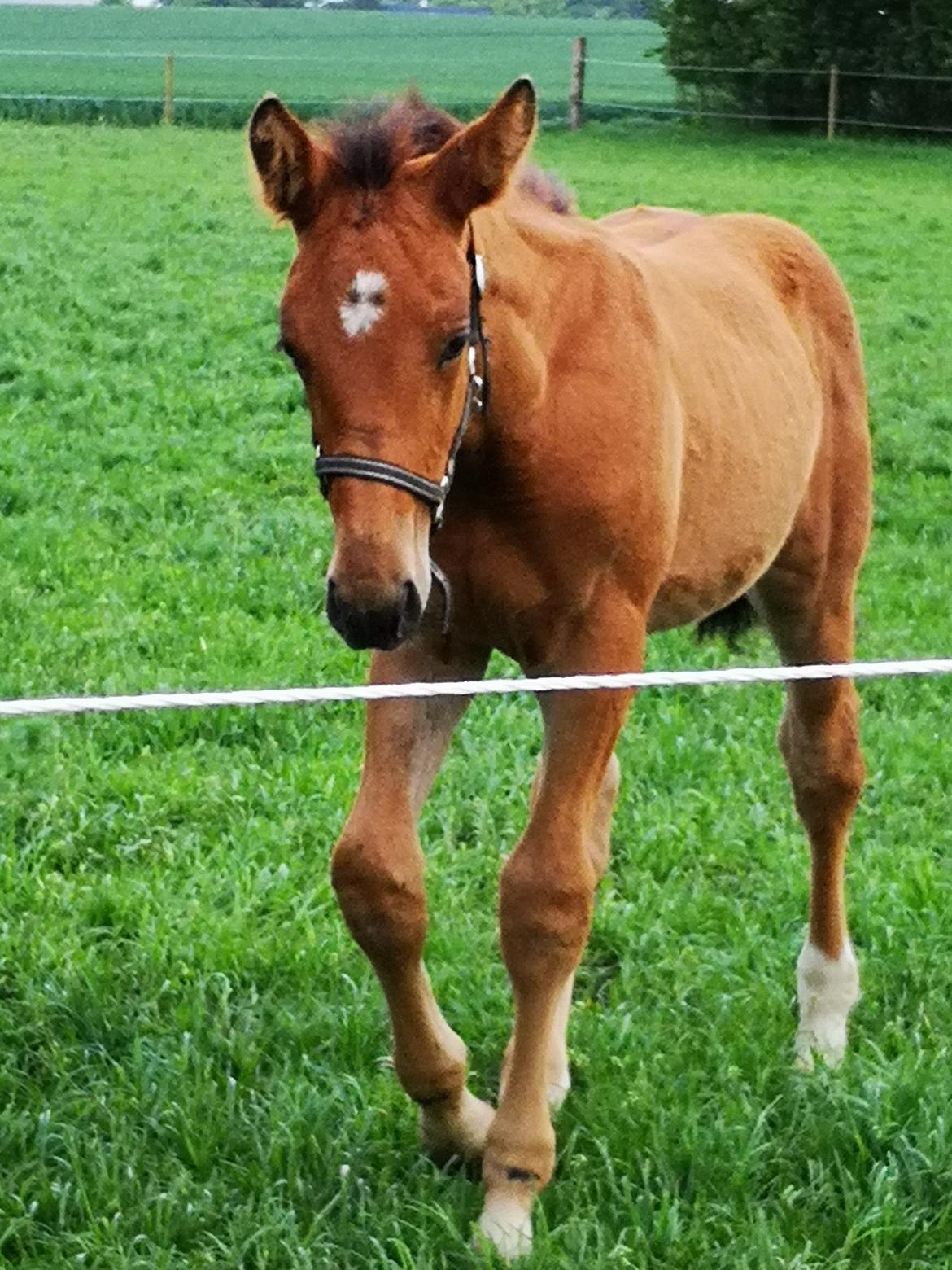 Oldenborg Jokkesminde Freddie (solgt) billede 4