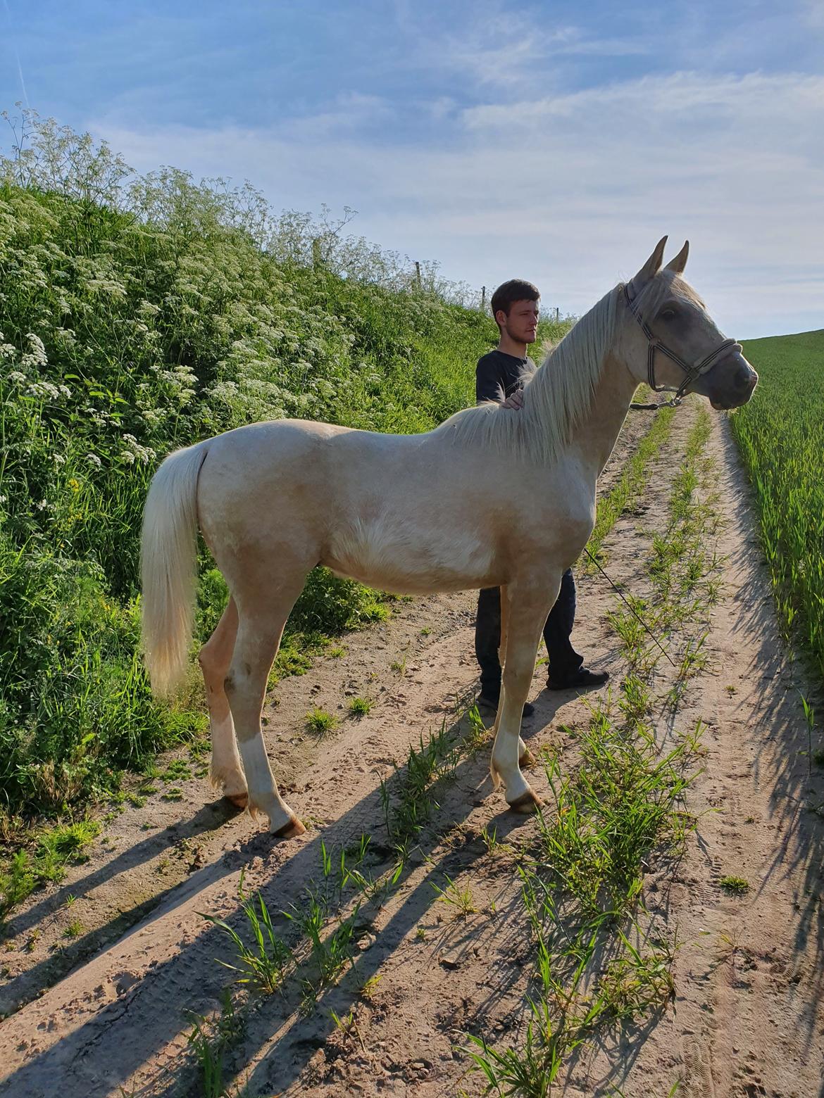Anden særlig race Trolleys Altivo billede 3