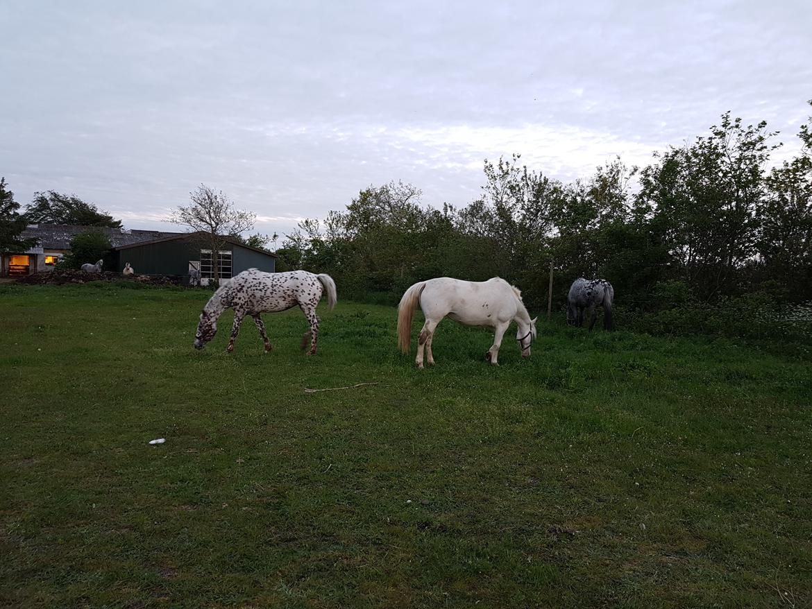 Knabstrupper Donna SOLGT billede 12