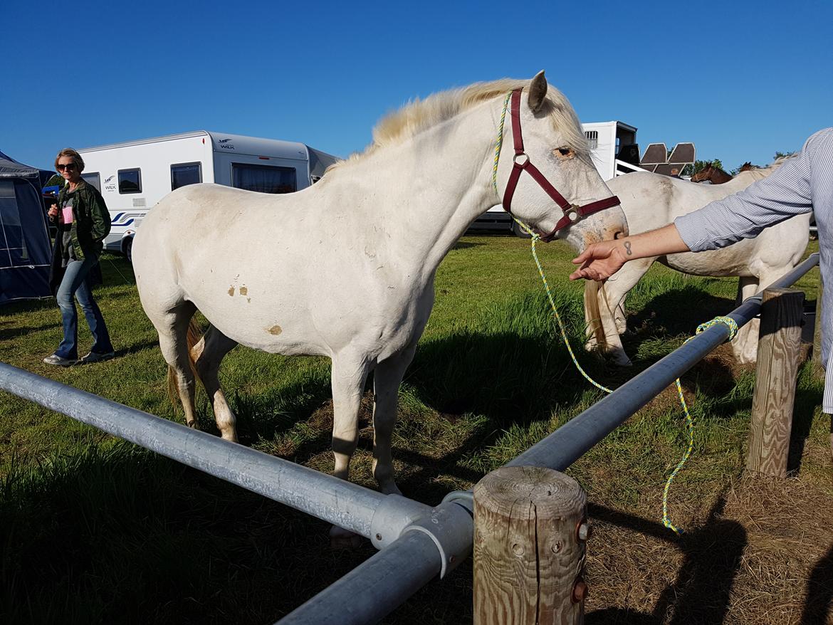 Knabstrupper Donna SOLGT billede 11