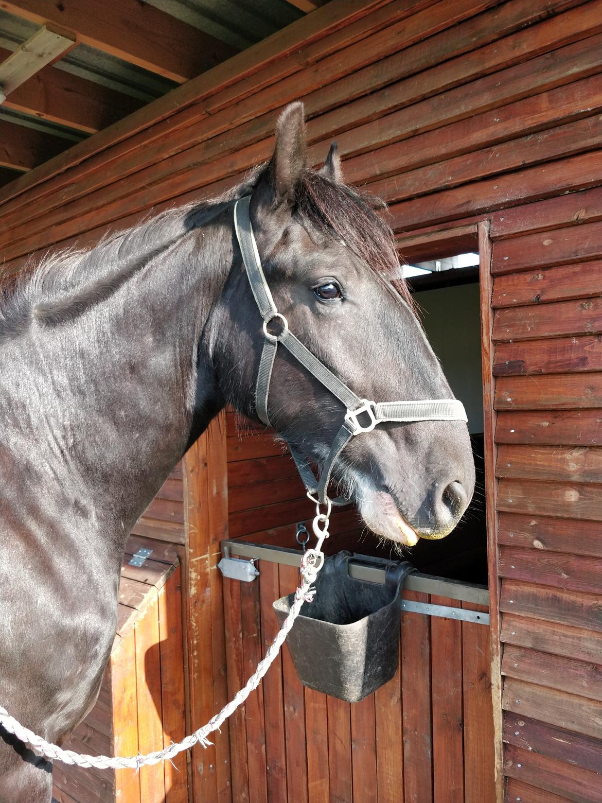 Shire Lønborgs Sir Lancelot (Lille Fyr) billede 17