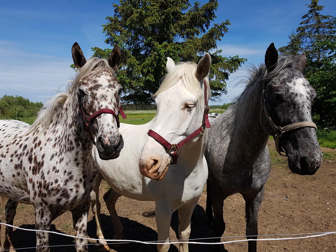 Knabstrupper Debra "SOLGT" billede 4