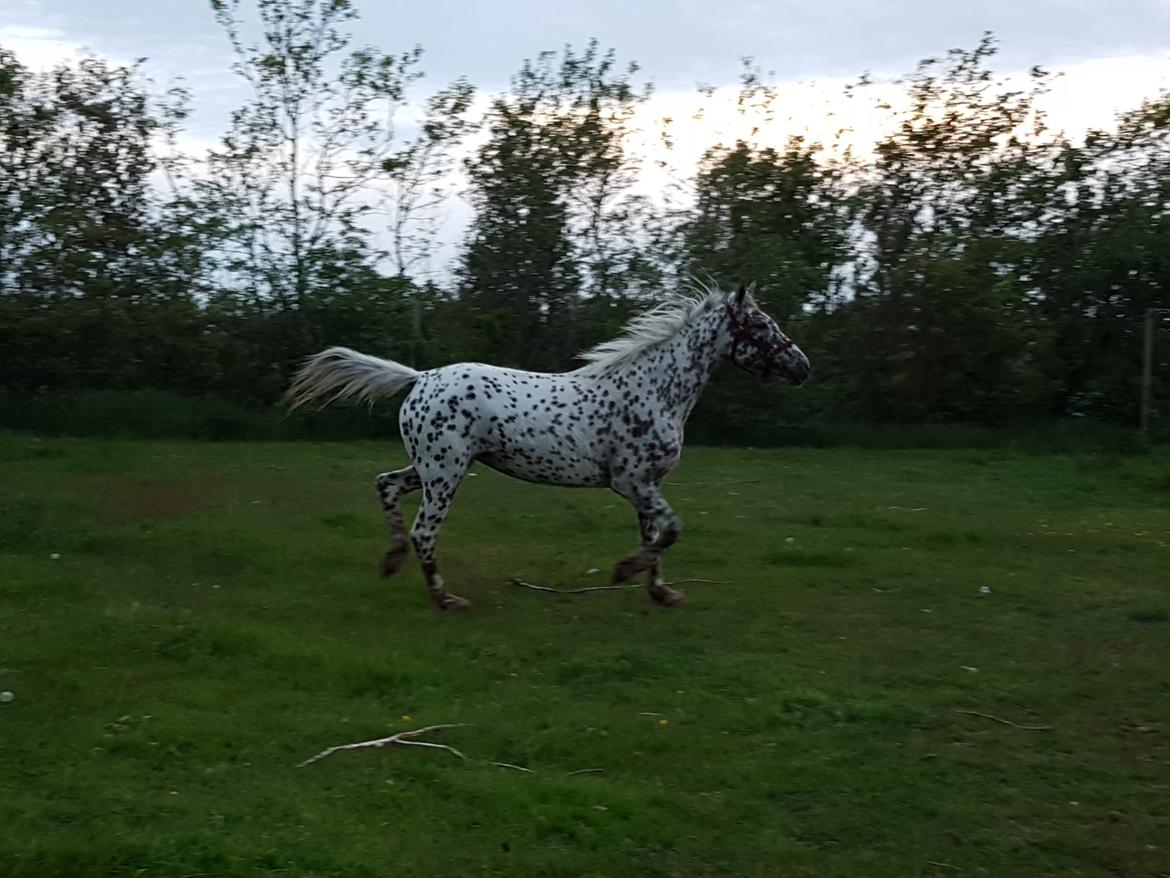 Knabstrupper Debra "SOLGT" billede 5