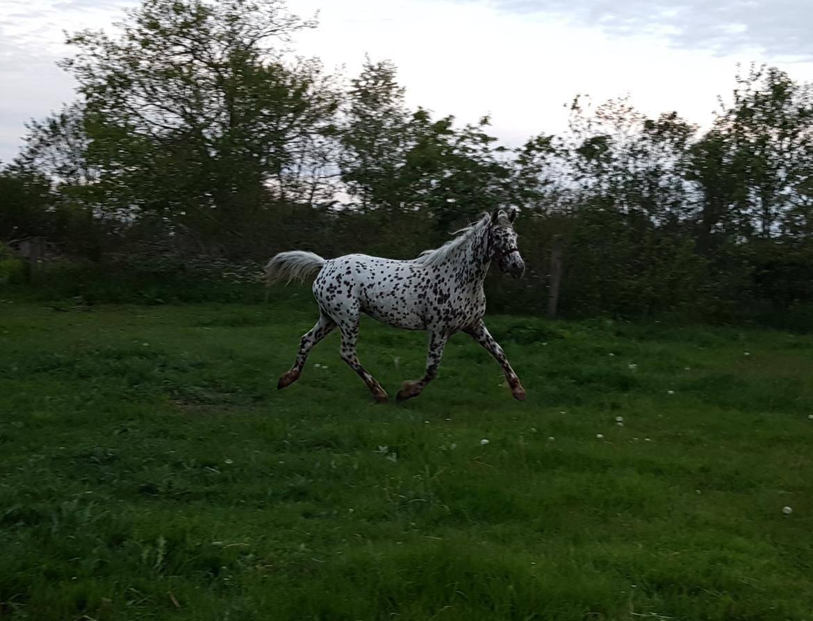 Knabstrupper Debra "SOLGT" billede 6