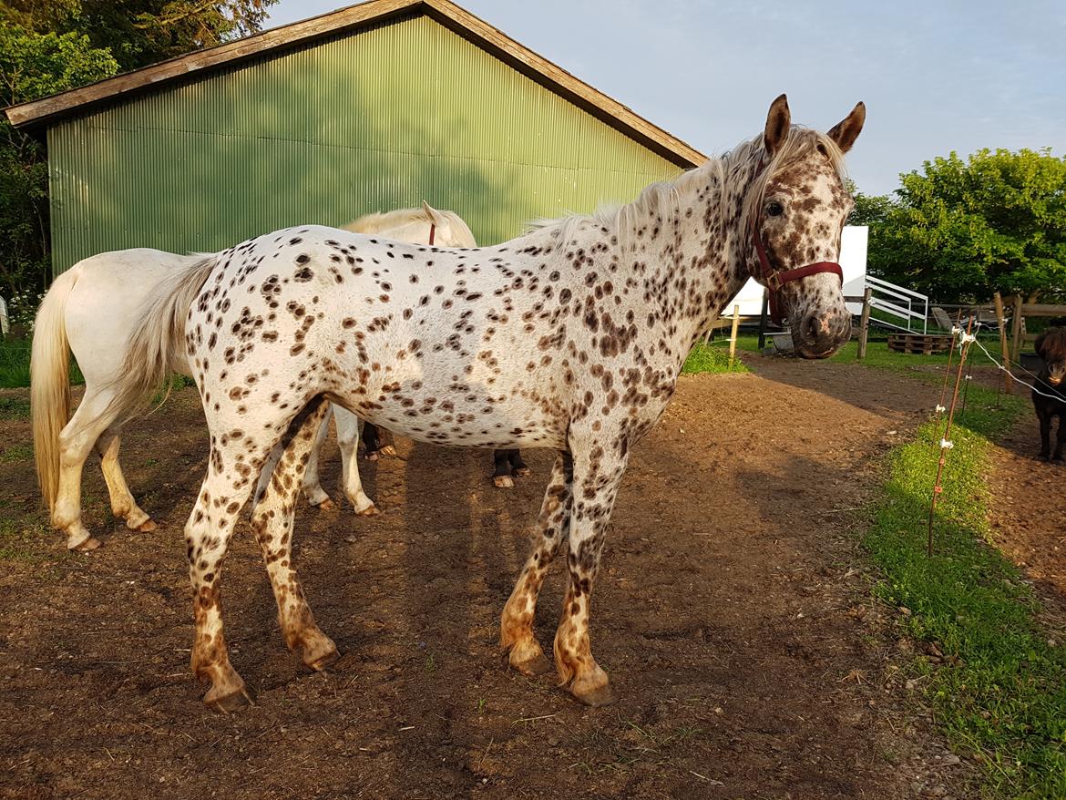 Knabstrupper Debra "SOLGT" billede 1