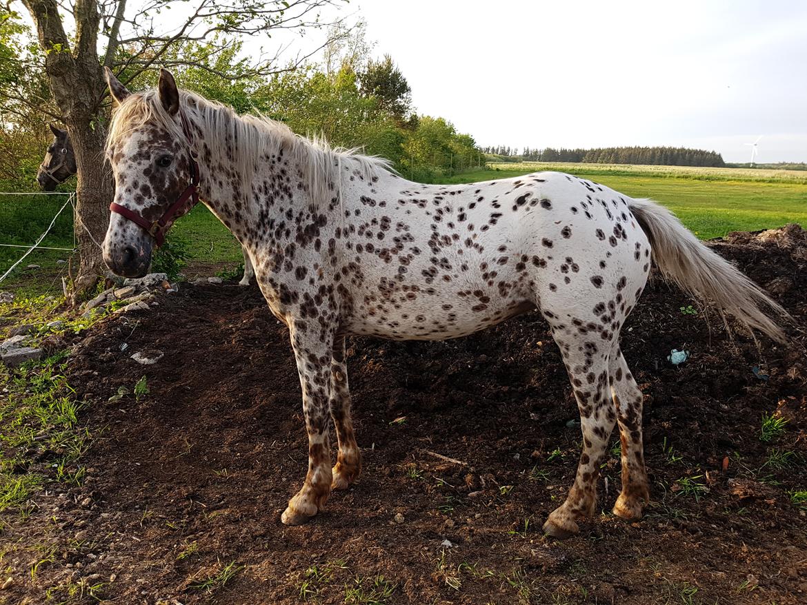 Knabstrupper Debra "SOLGT" billede 3