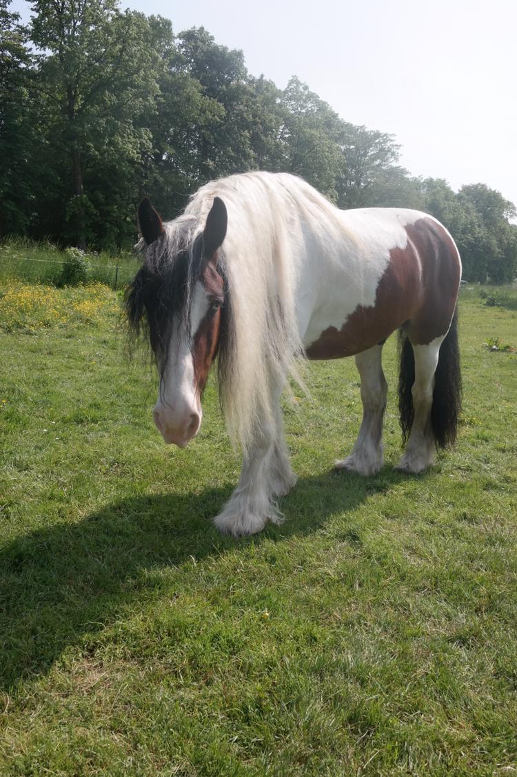 Irish Cob Crossbreed Indien Boy (Himmel hest) billede 2