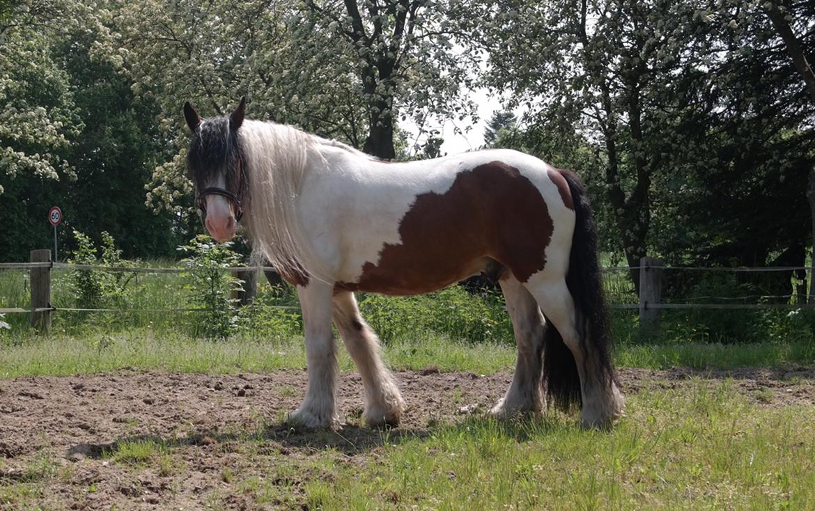 Irish Cob Crossbreed Indien Boy (Himmel hest) billede 3