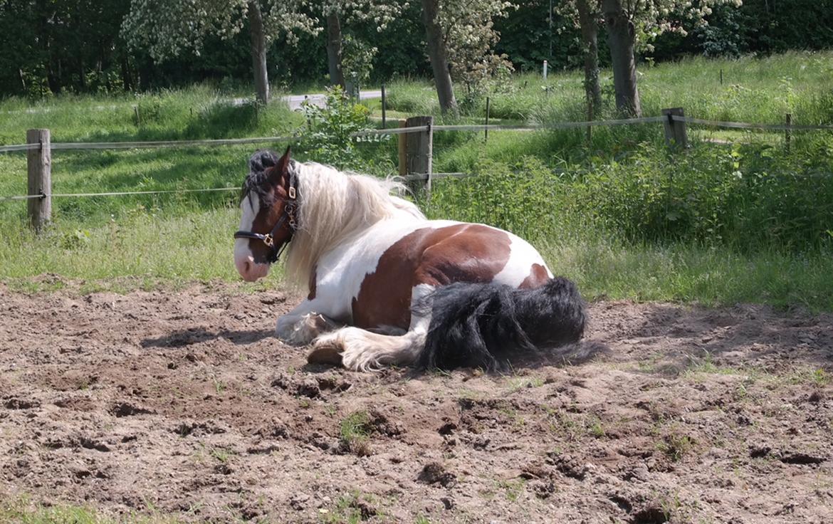 Irish Cob Crossbreed Indien Boy (Himmel hest) billede 4