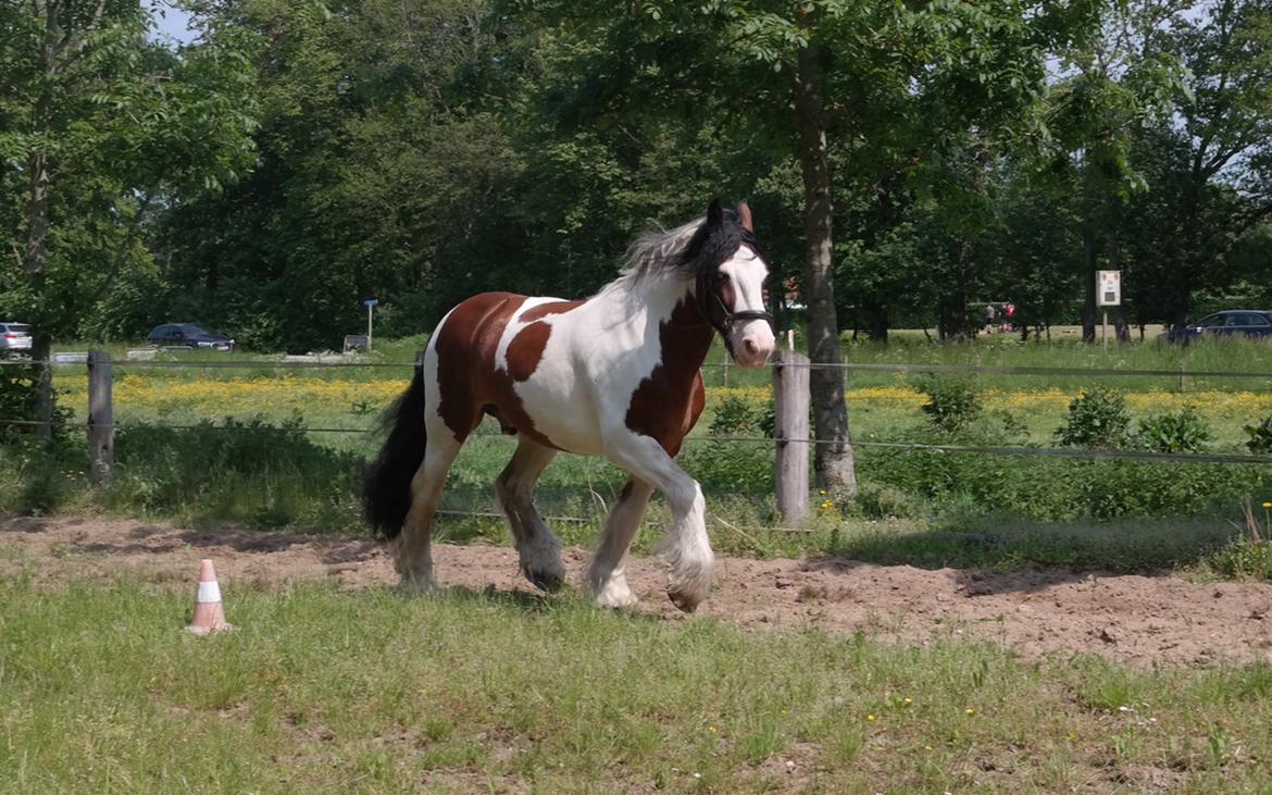 Irish Cob Crossbreed Indien Boy (Himmel hest) billede 5