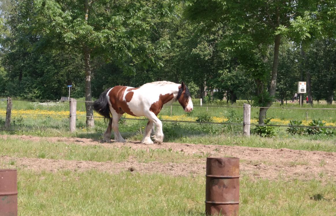 Irish Cob Crossbreed Indien Boy (Himmel hest) billede 6