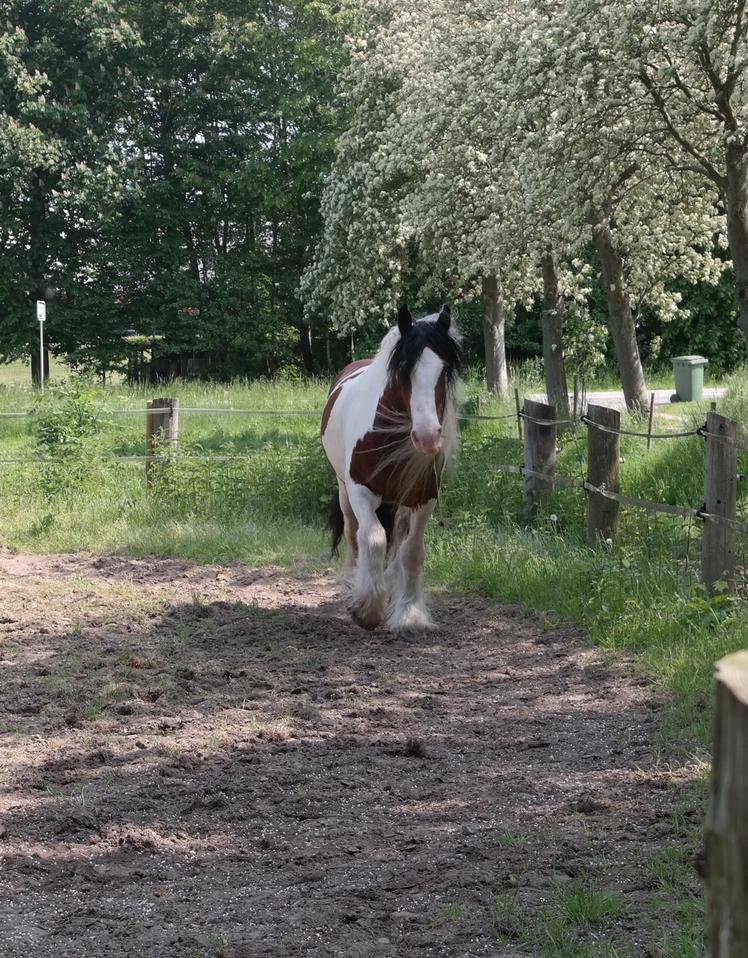 Irish Cob Crossbreed Indien Boy (Himmel hest) billede 9