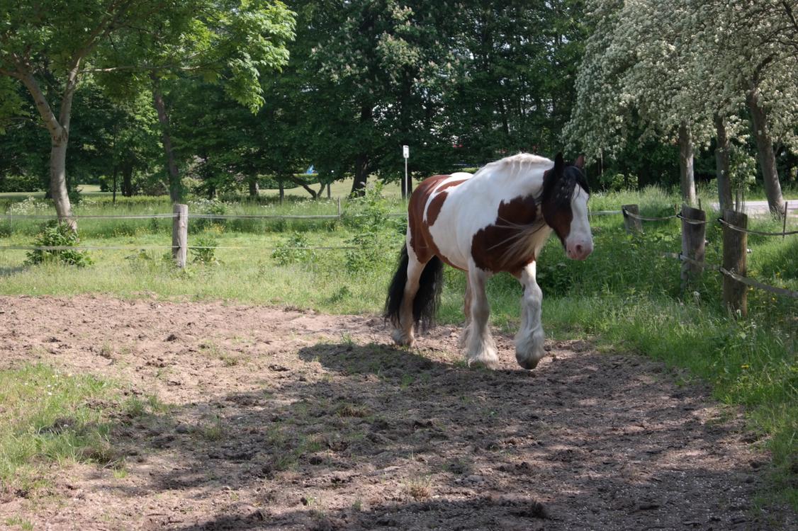 Irish Cob Crossbreed Indien Boy (Himmel hest) billede 12