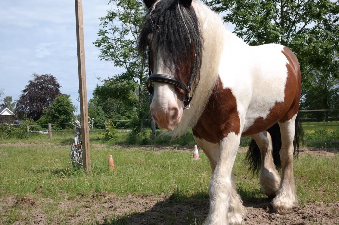 Irish Cob Crossbreed Indien Boy (Himmel hest) billede 16