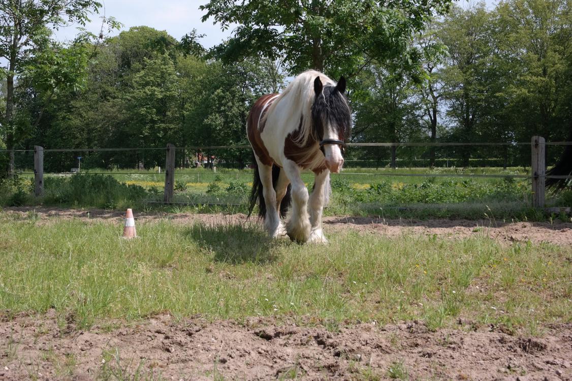 Irish Cob Crossbreed Indien Boy (Himmel hest) billede 1