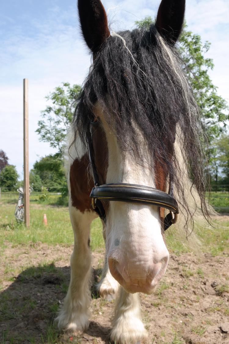 Irish Cob Crossbreed Indien Boy (Himmel hest) billede 13