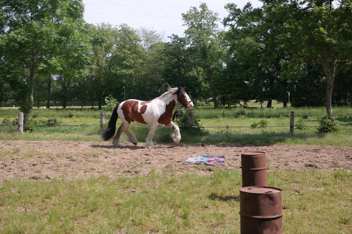 Irish Cob Crossbreed Indien Boy (Himmel hest) billede 15