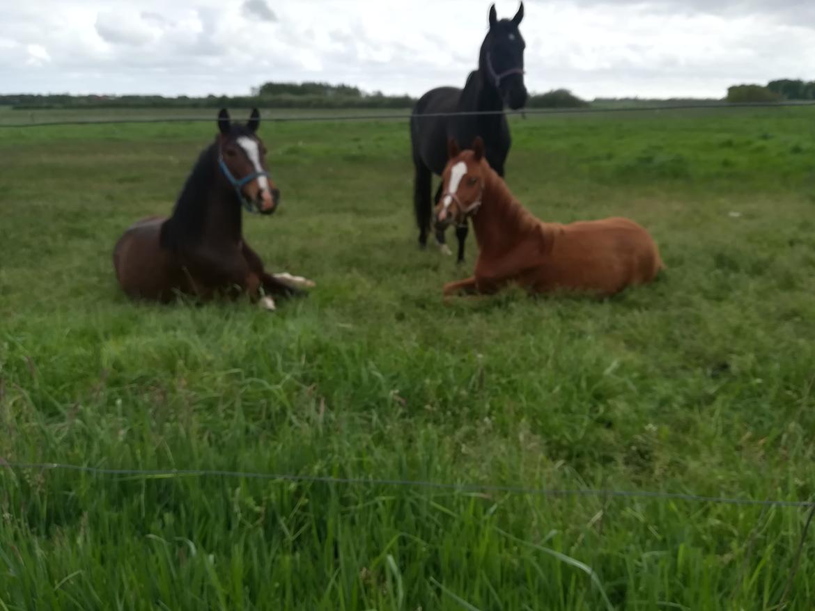 Palomino Ametyst billede 7