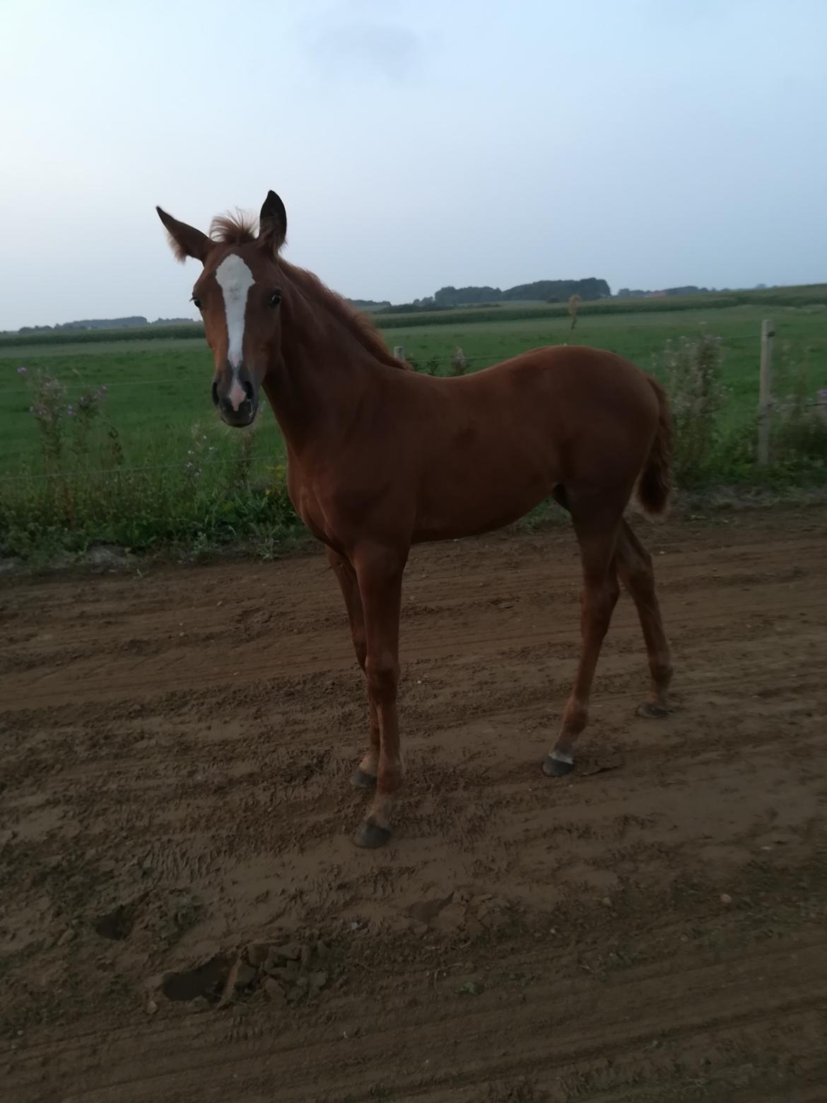 Palomino Ametyst billede 9