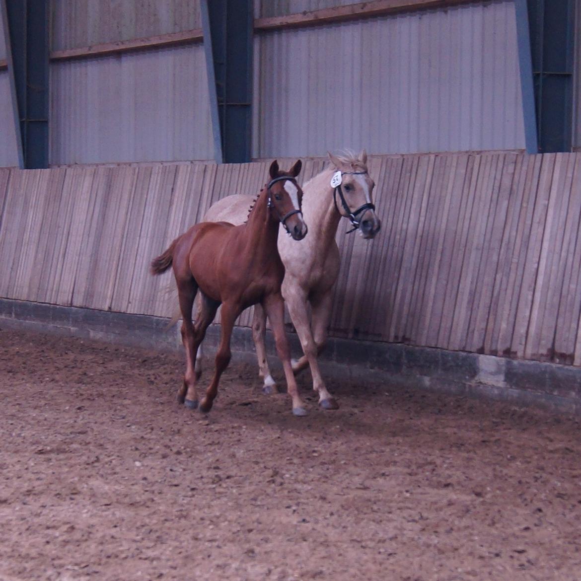 Palomino Ametyst billede 8