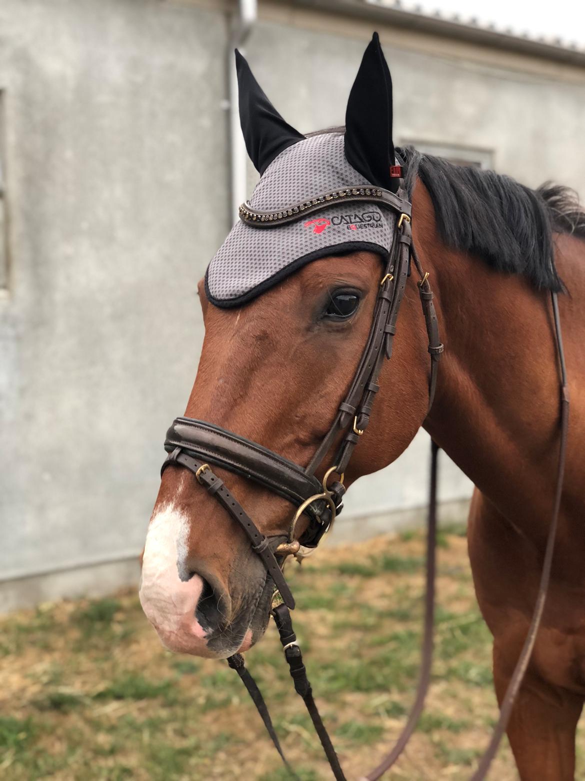 Dansk Varmblod Lotus royal billede 16