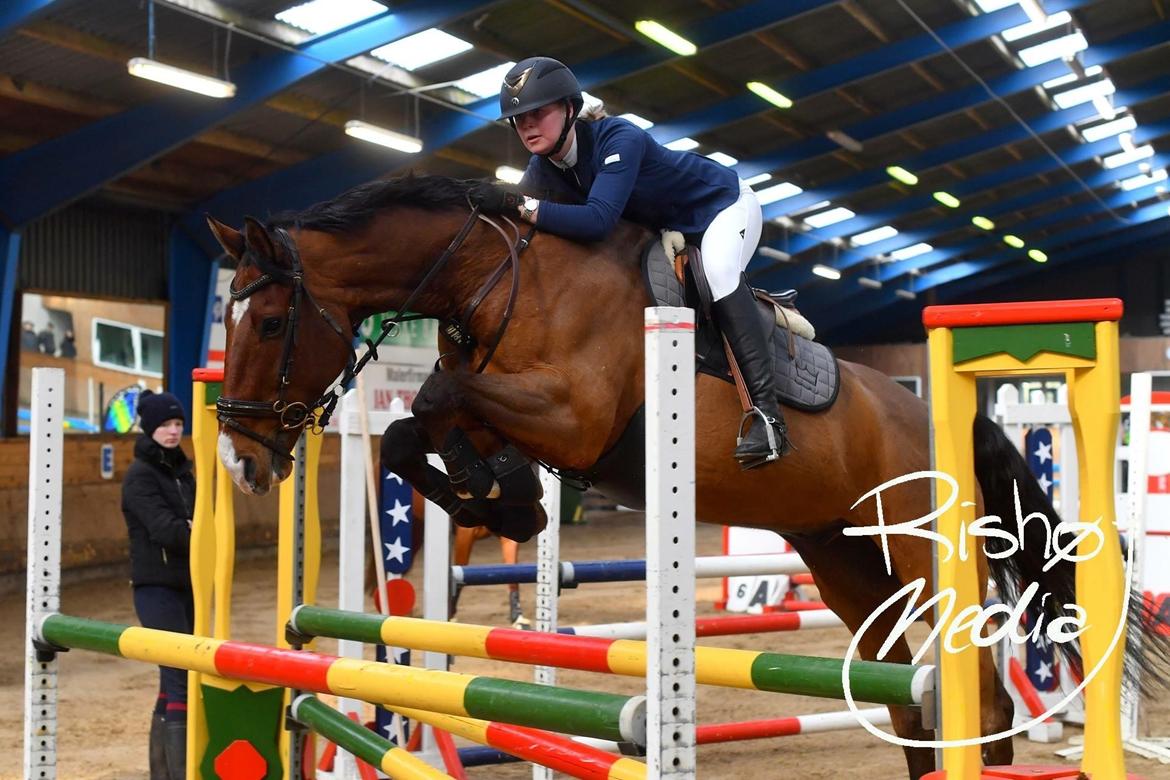 Dansk Varmblod Lotus royal billede 20