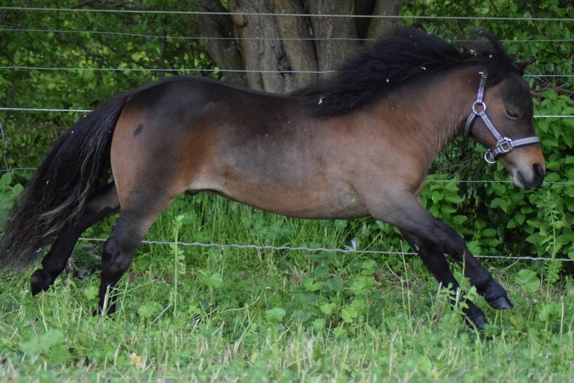 Amerikansk Miniature Lm wild painted lazett billede 4