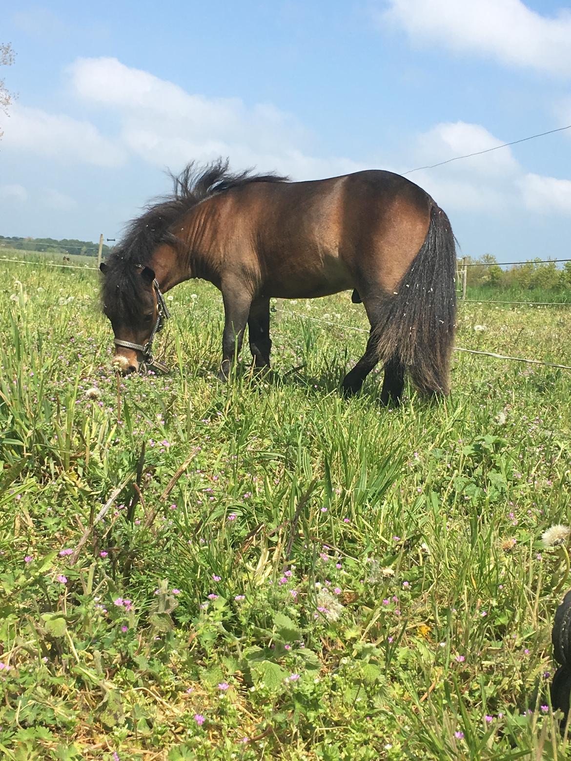 Amerikansk Miniature Lm wild painted lazett billede 8