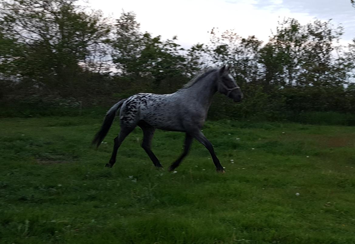 Knabstrupper Falco "SOLGT" billede 4