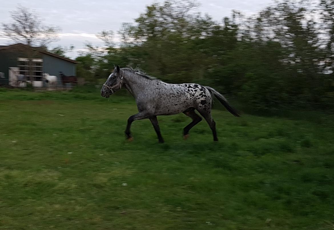 Knabstrupper Falco "SOLGT" billede 5