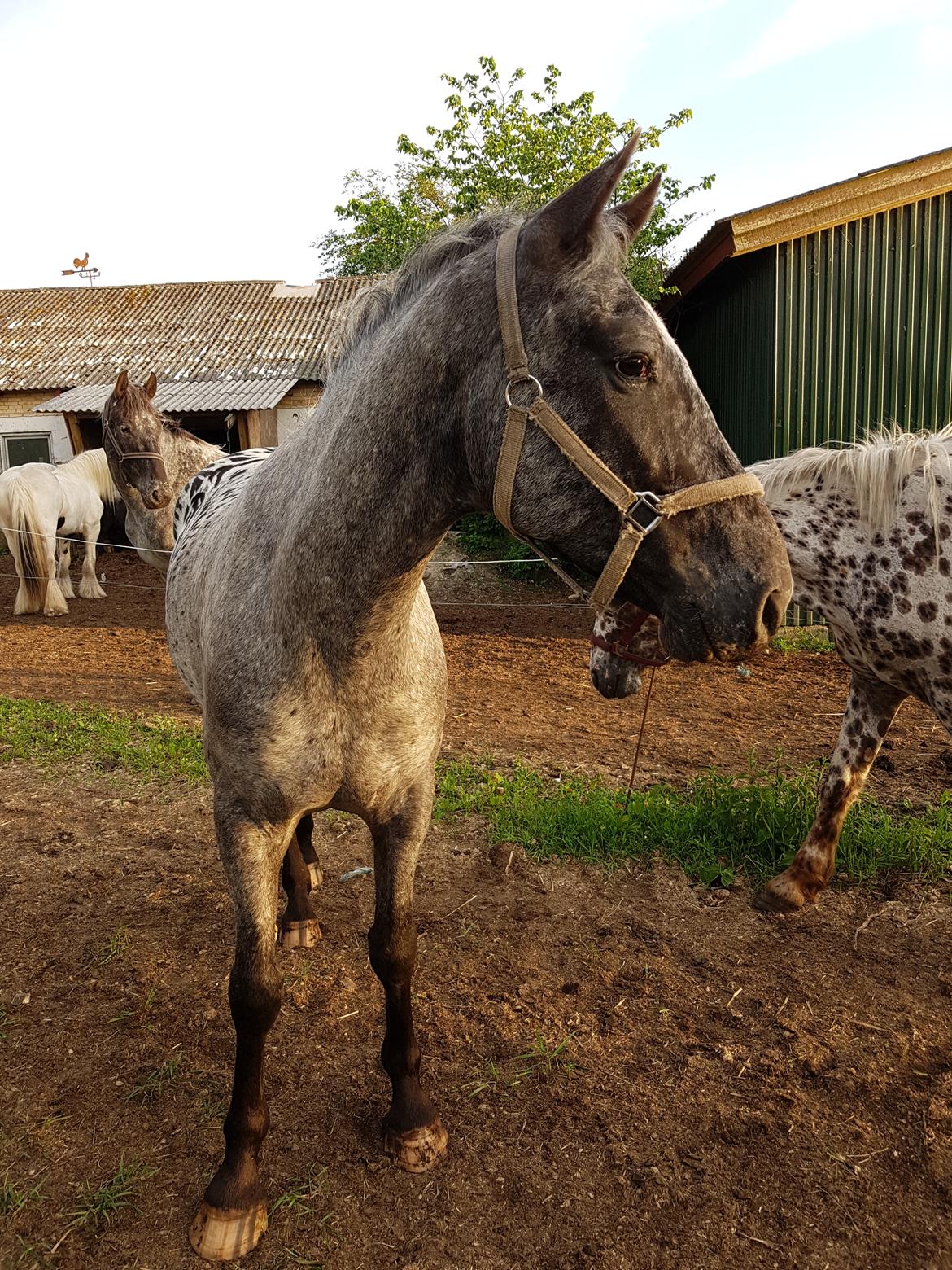 Knabstrupper Falco "SOLGT" billede 2